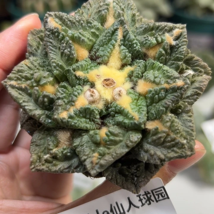 965 无根 仙人球和太阳的