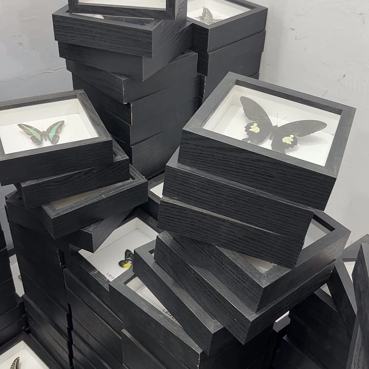 方框白底蝴蝶盲盒