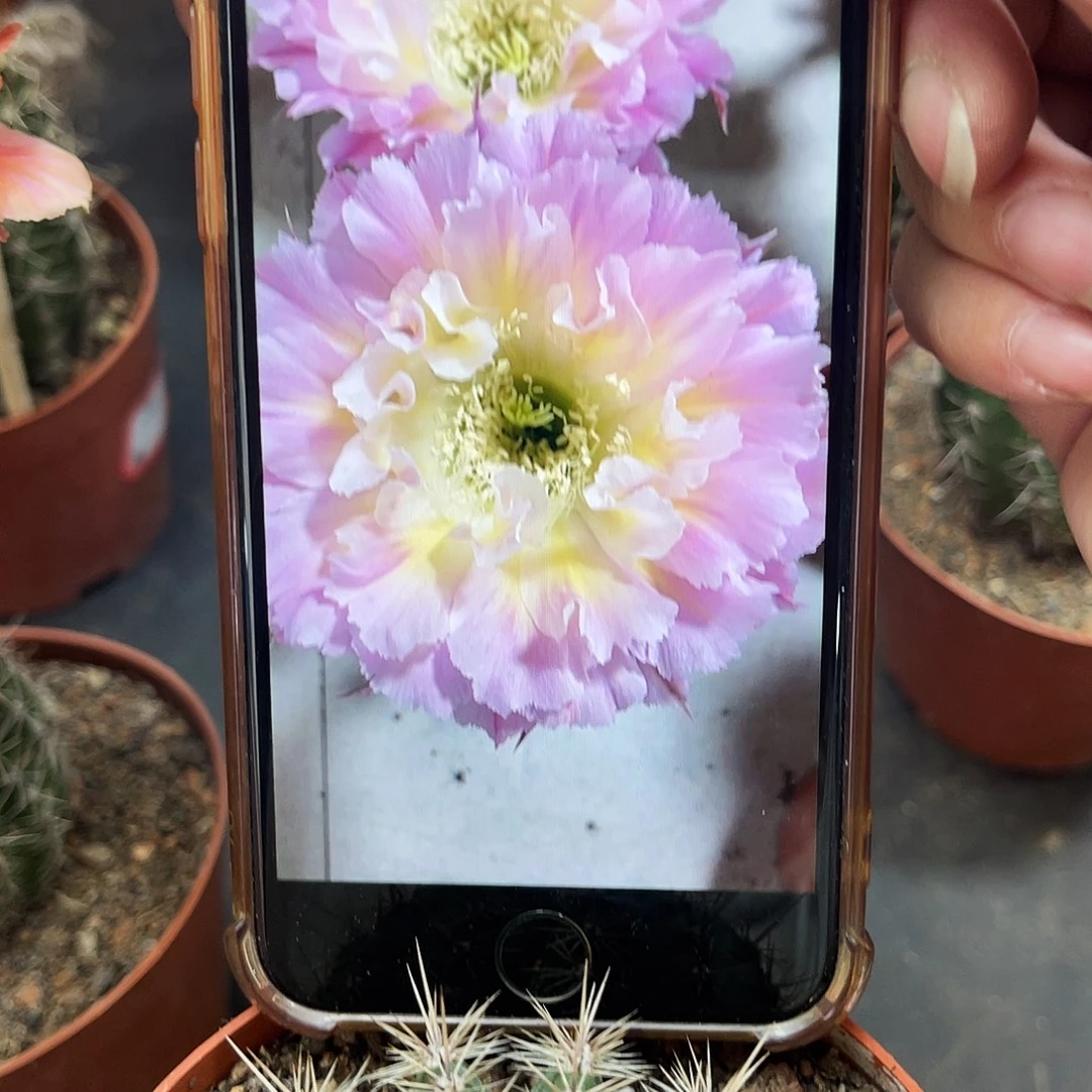 彩草420号5.5公分左右