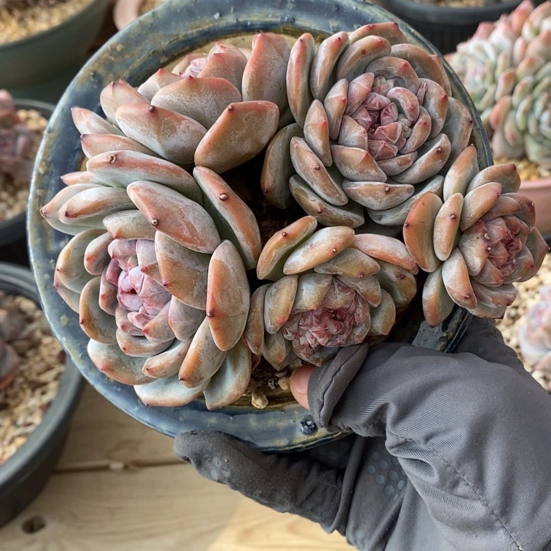 脸朝上趴地五头绿底紫心