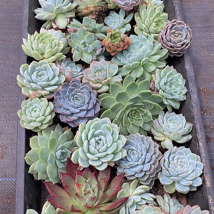 112 多肉植物盆栽花卉