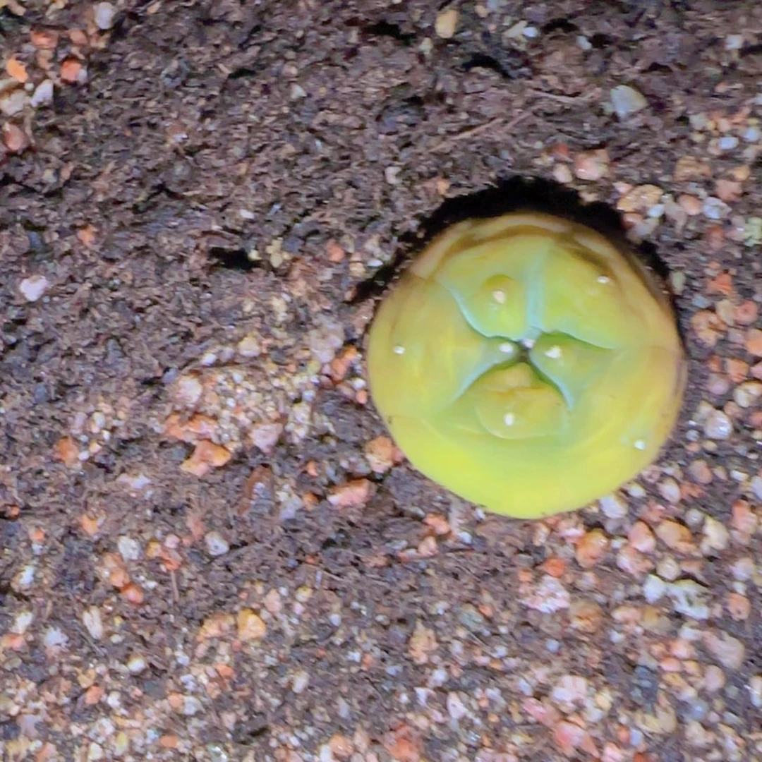 Y块根植物块根植物