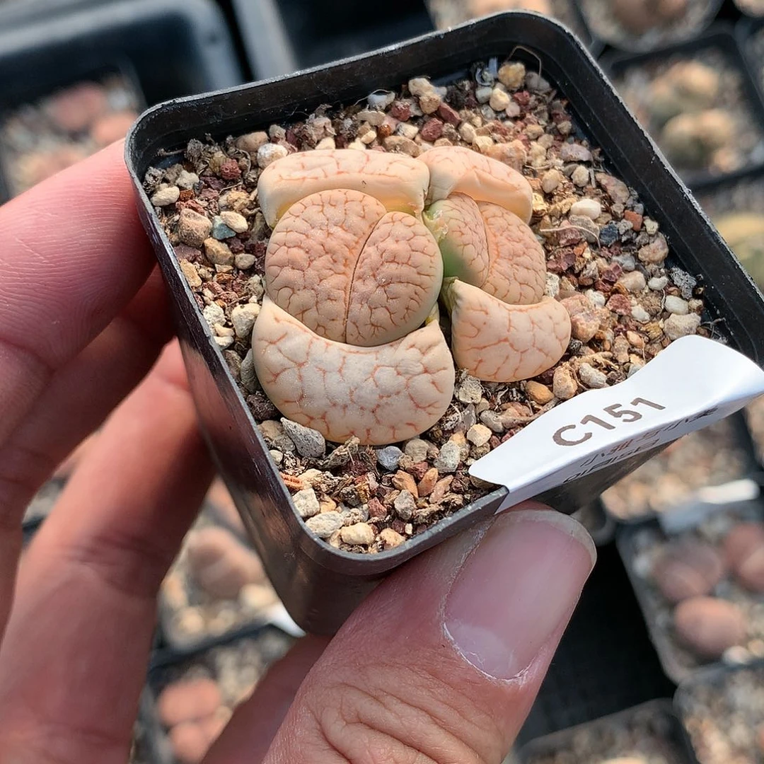 C151多肉植物保护