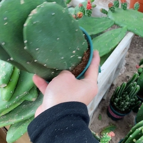 5片原盆发货胭脂仙人掌