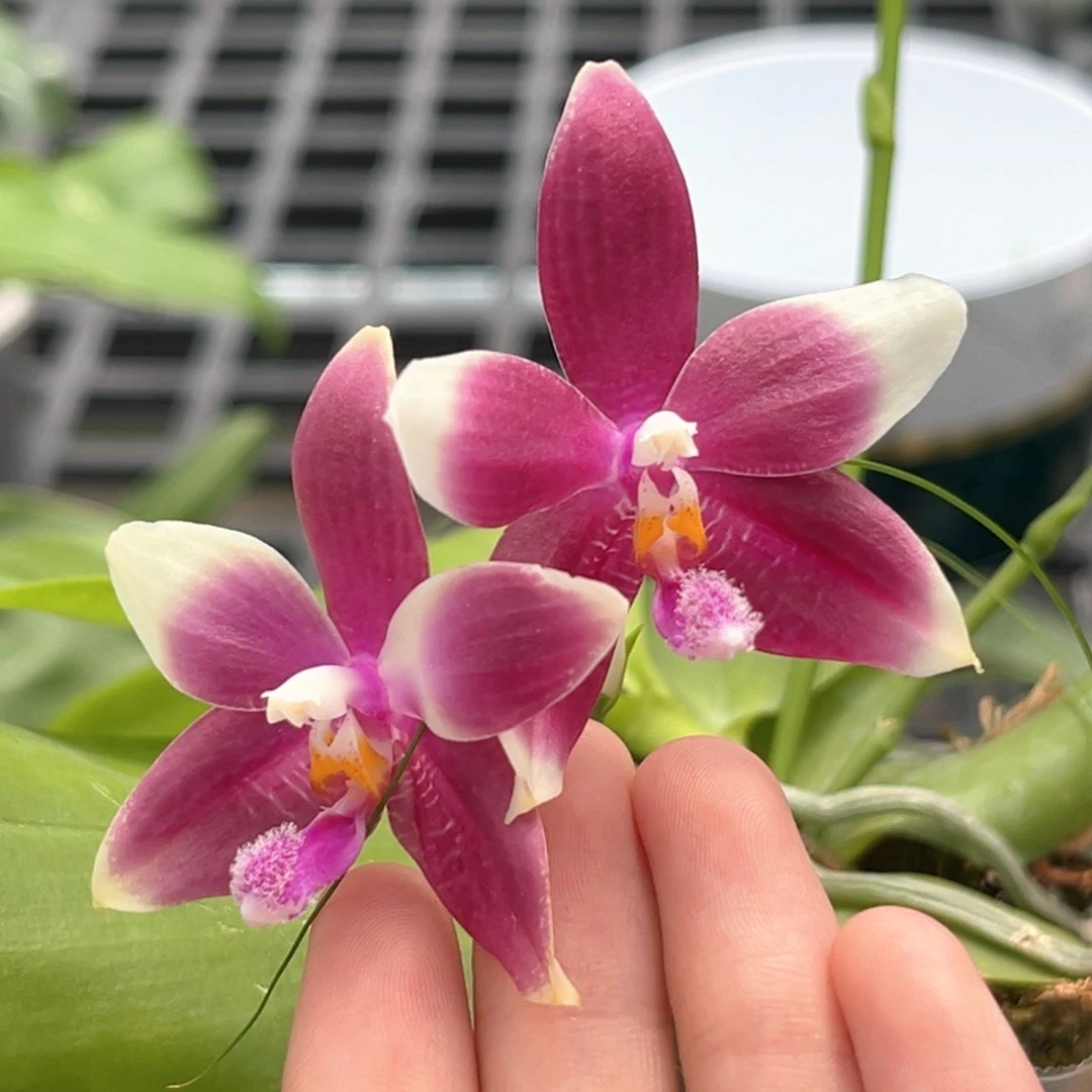 完全开放2.5寸yc41开花株