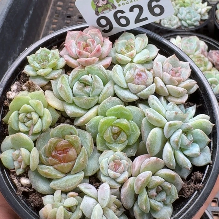 当前无花朵,栽培后可花朵多肉植物多肉植物