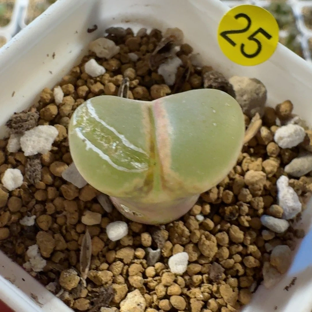 Ｒ*25.......多肉......