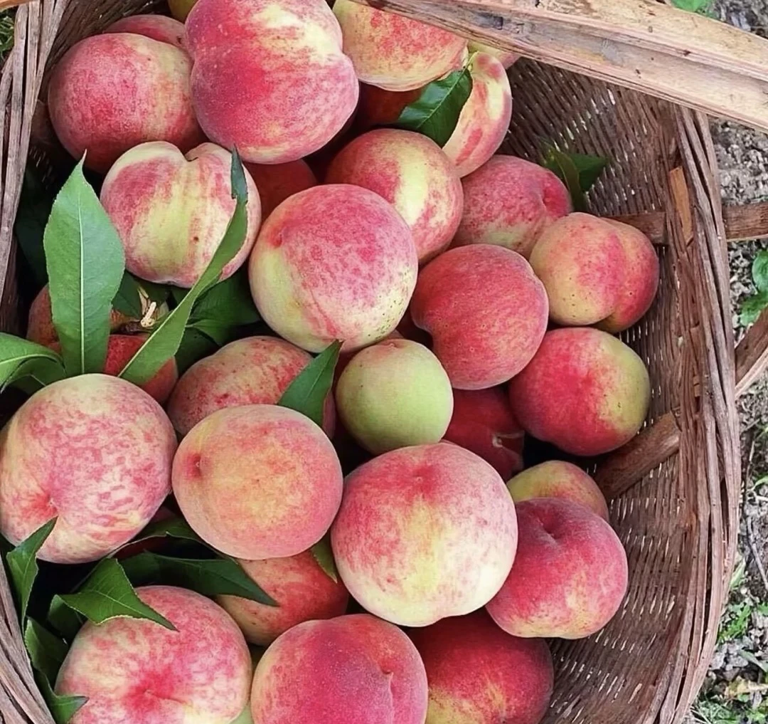 黄土高坡水蜜桃现摘现发新鲜脆甜儿时味道应季水果