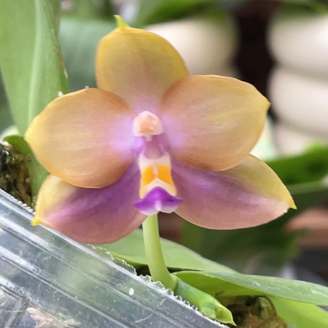 当前无花栽培后可以开花