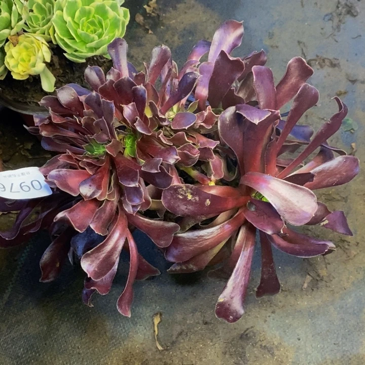 欧紫多肉断头不包0976