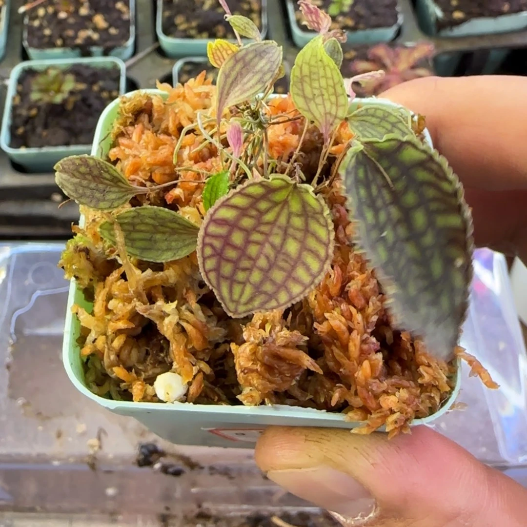 i***y完全开放南美网格丽斑兰