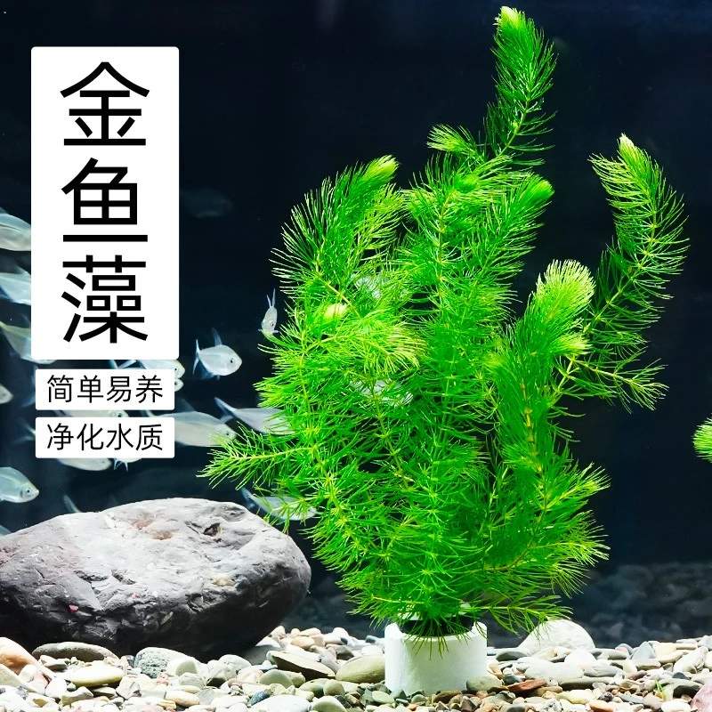 水草淡水水族箱鱼缸造景挂卵繁殖净化水质好养养鱼专用冒泡