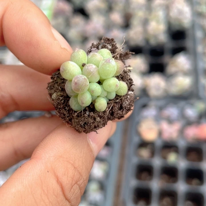 萤火虫群随机发满18包邮