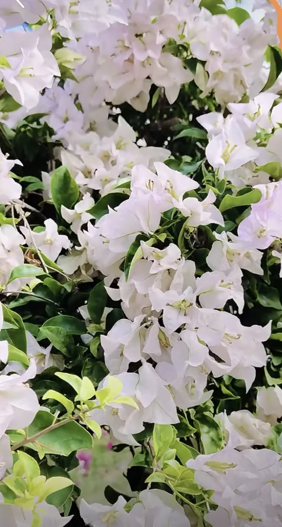 牙买加白盆苗三角梅天冷要另外拍保温棉