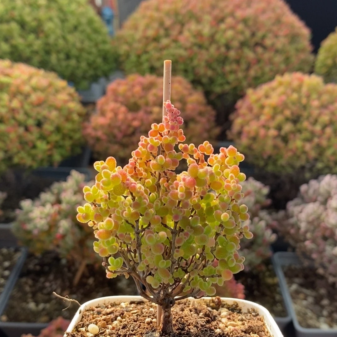 蜜橘糖球3148枝干番杏