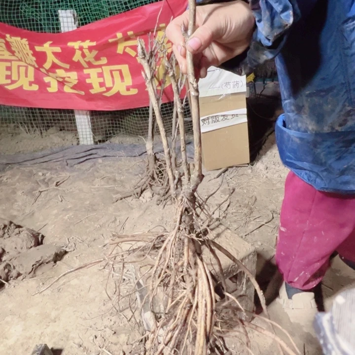 当前无花栽培后可以开花富贵满堂