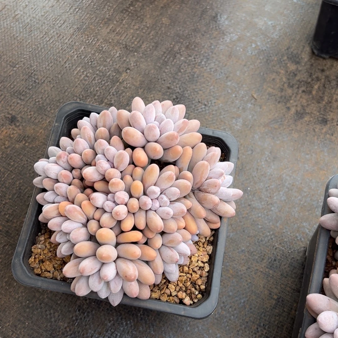 11122222222222222发货