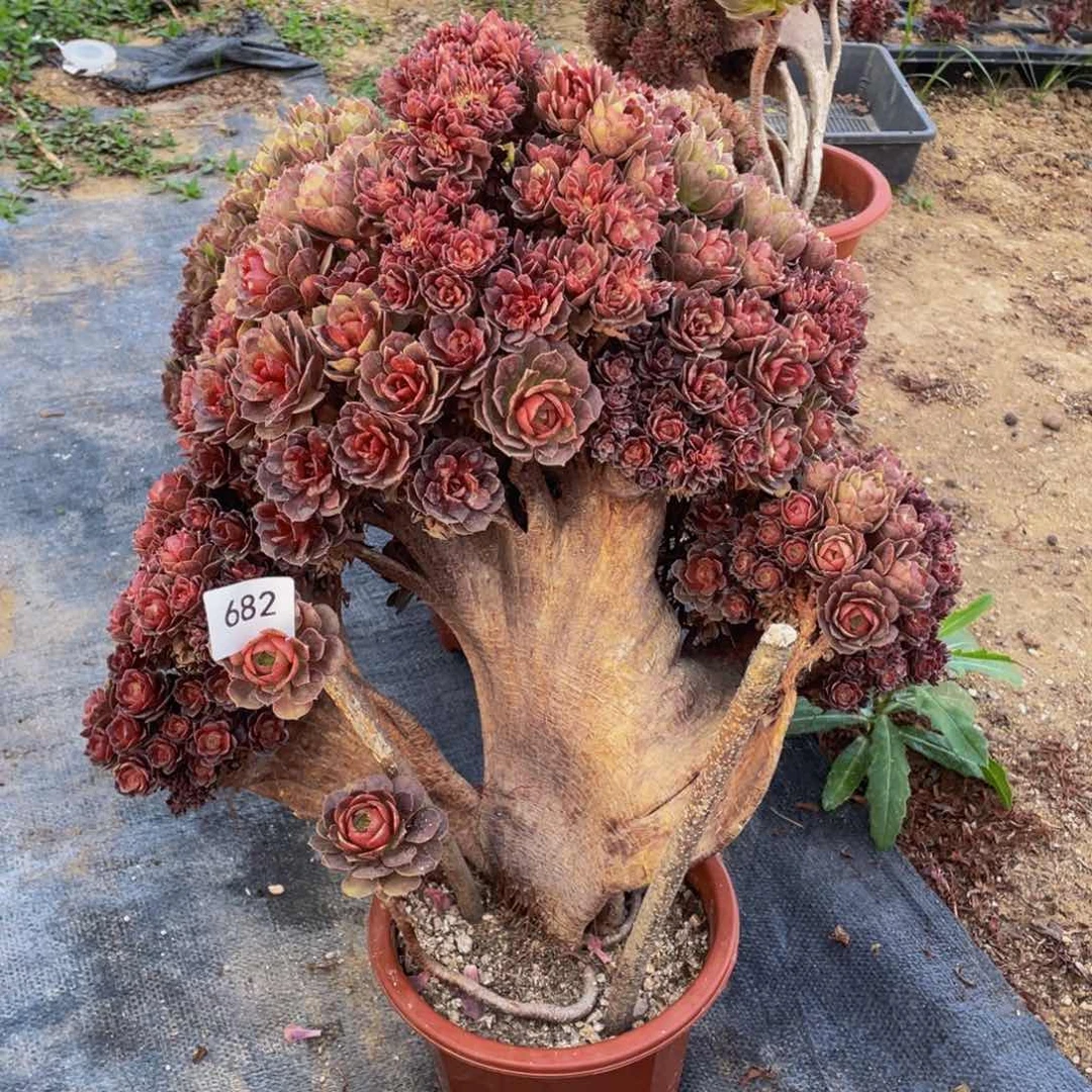 阿*682号万圣节有伤无售后