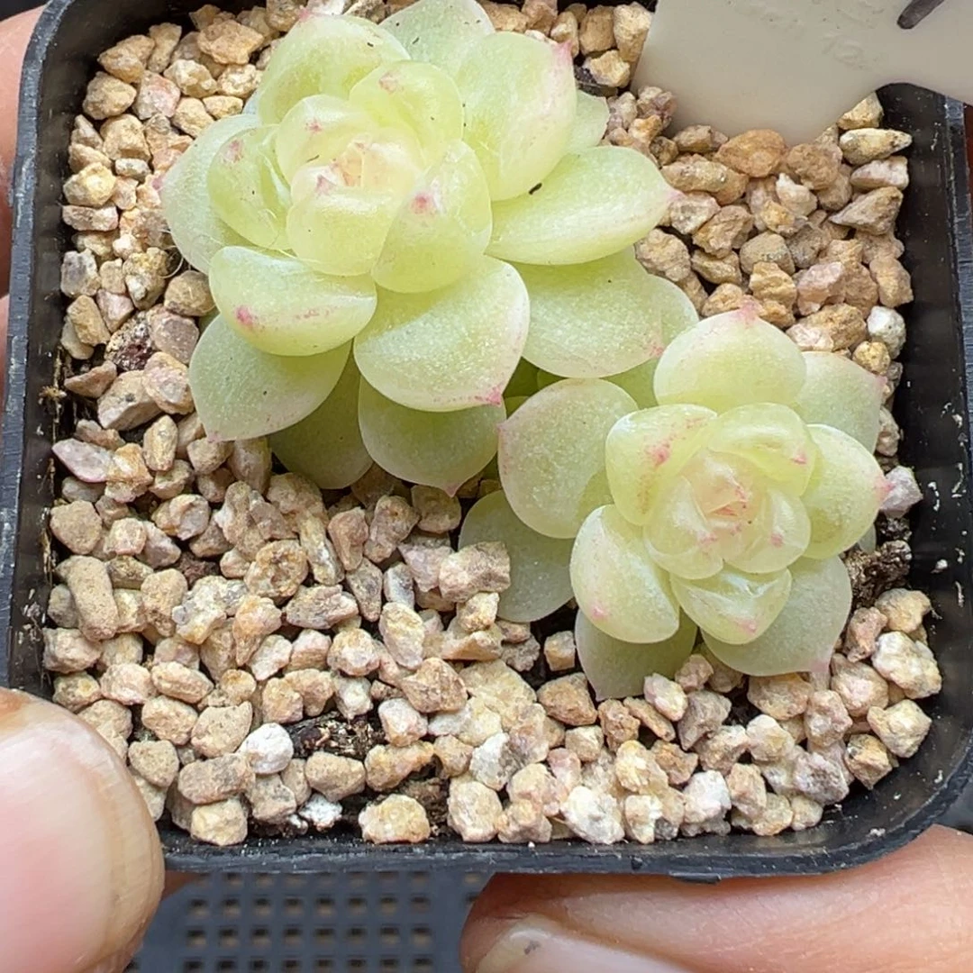 437号财富密码8888