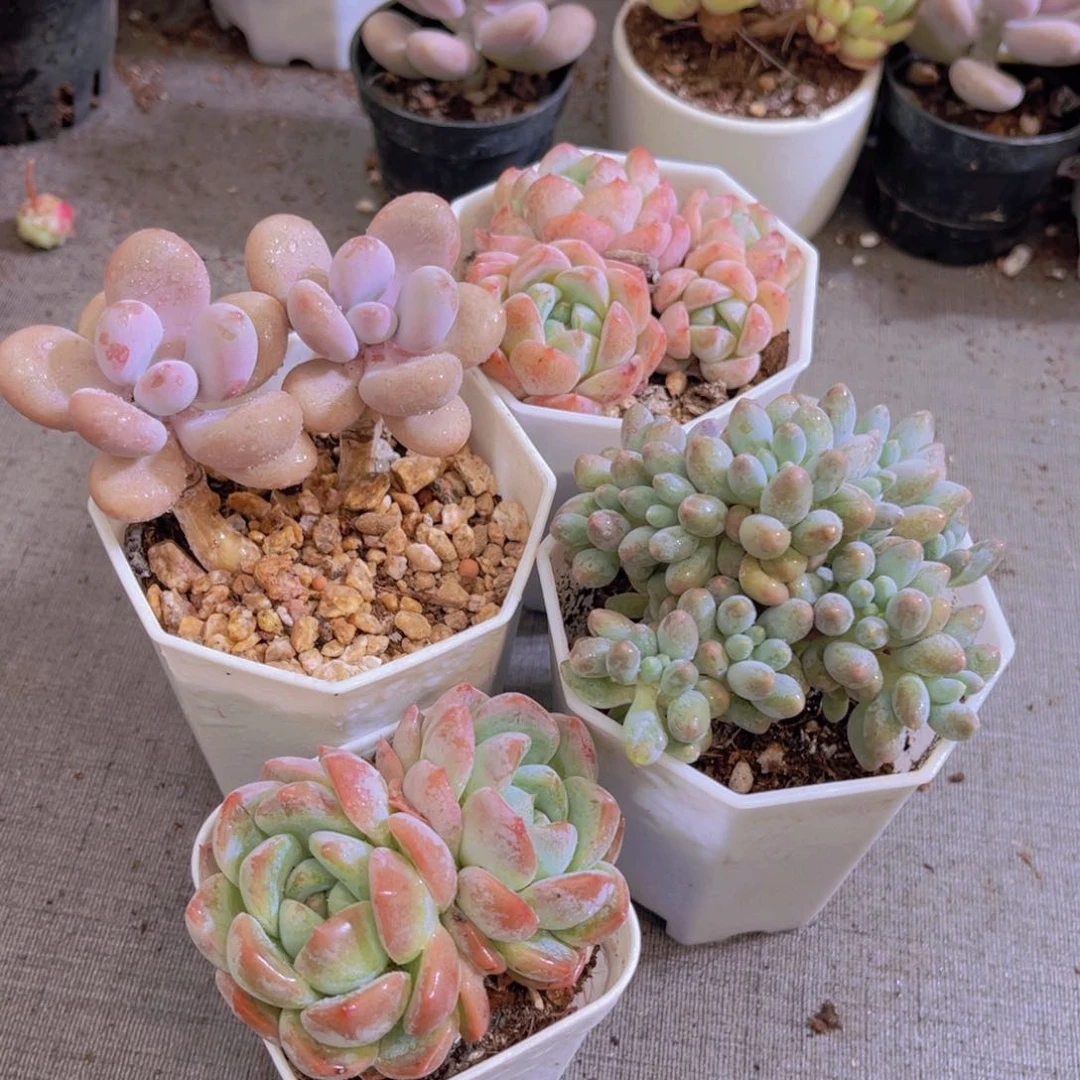 桃蛋。雪媚娘。婴儿，刚毅