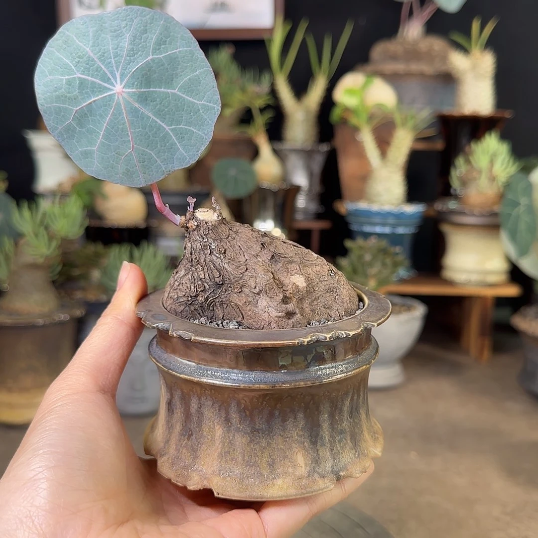 一物一拍老家一叶龟10