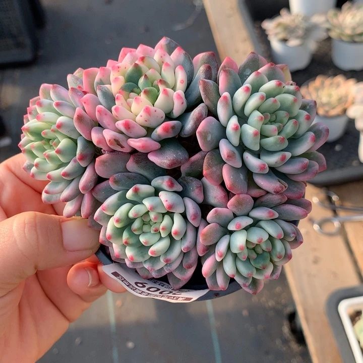 无花朵蓝精灵锦多肉