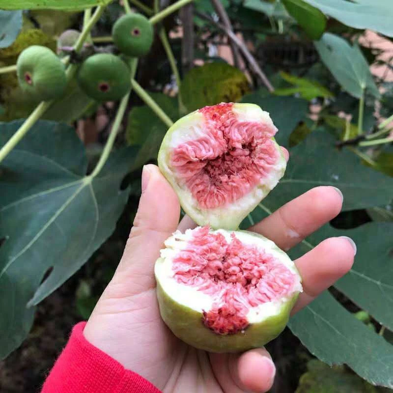 一物一拍，摘叶子发货