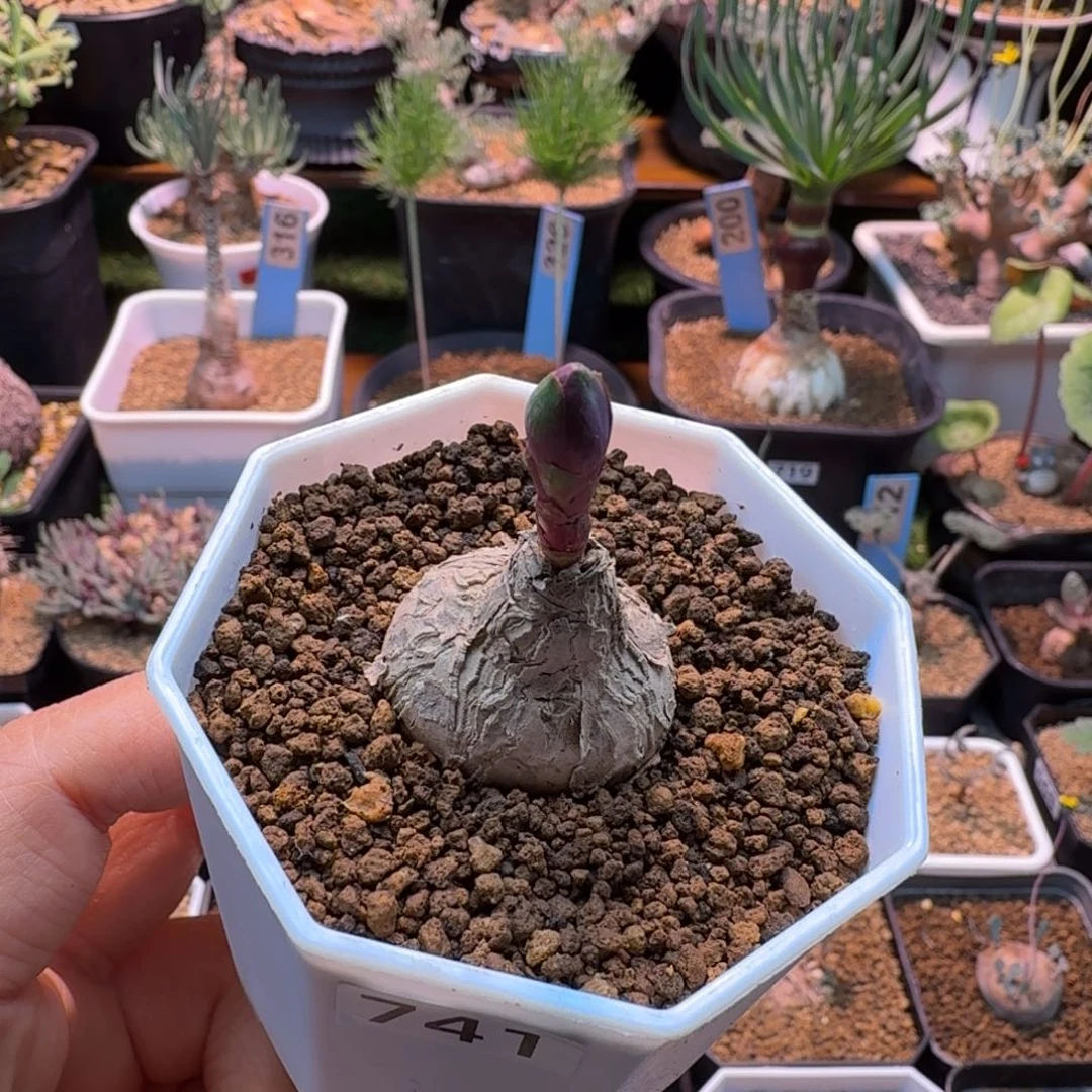 玫瑰大戟741 仙人球