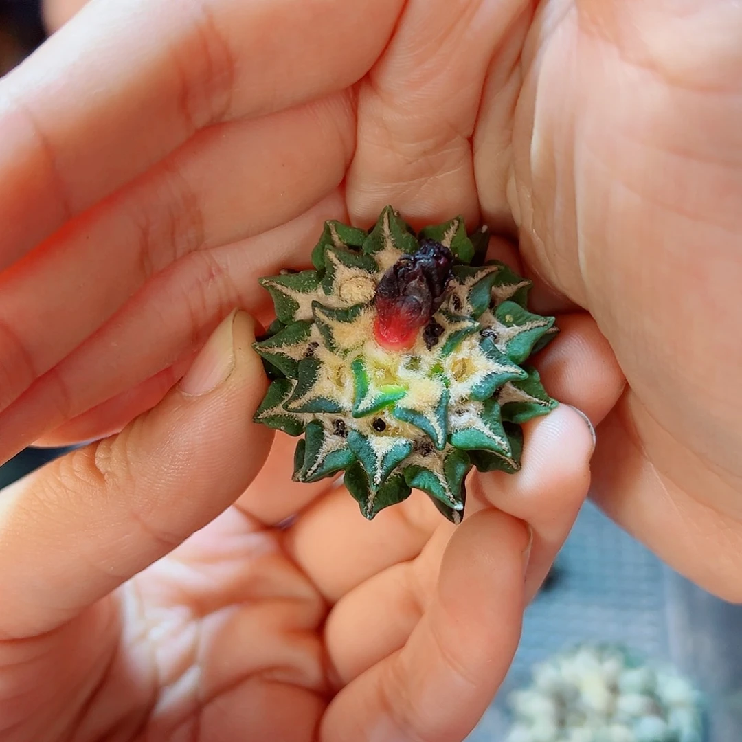 苗接黑牡丹无根3.3公分