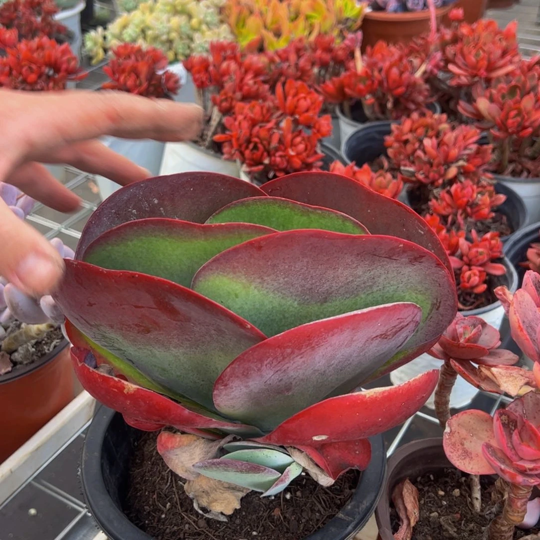 唐印超级大单头多肉