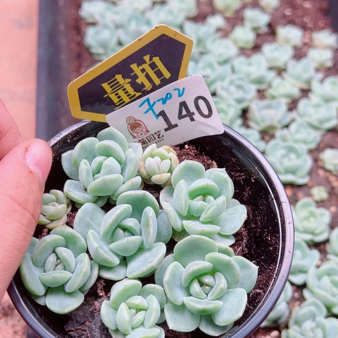 多肉植物多肉植物