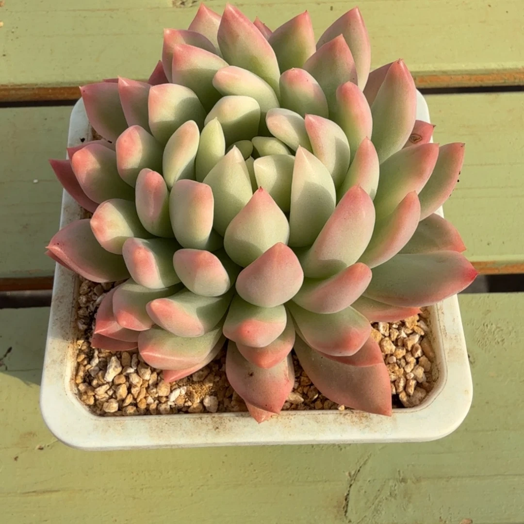 冰心公主锦锦上园艺一物一拍