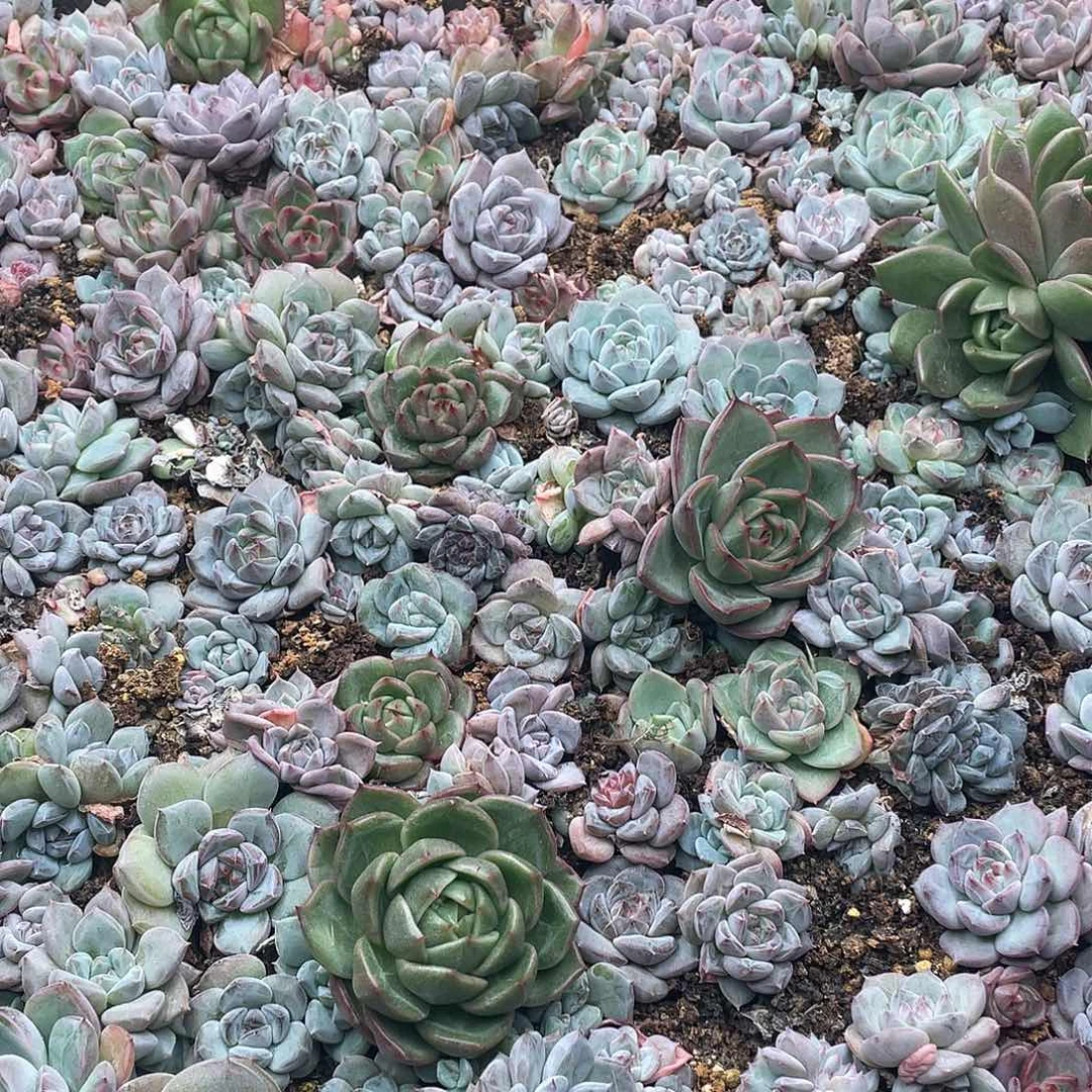 云糖心多肉植物681