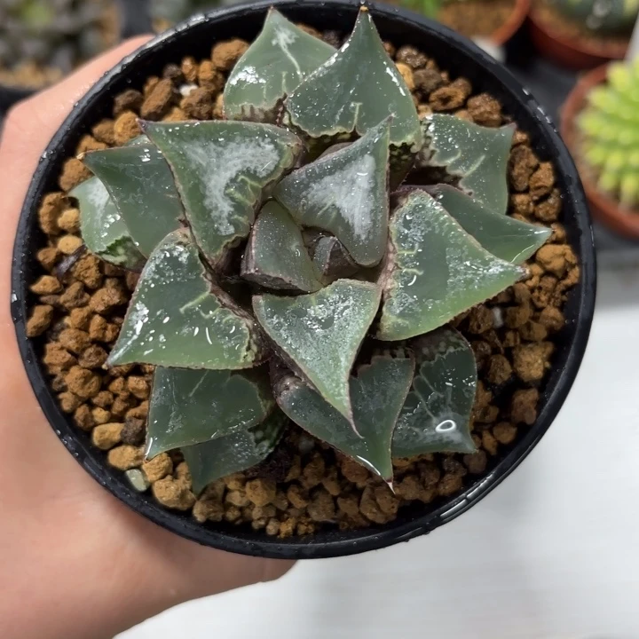 酒吞童子多肉植物