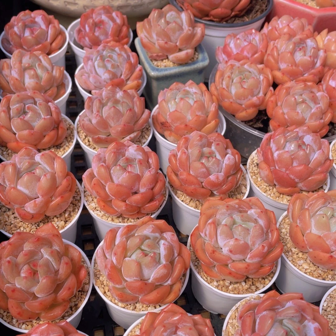 量拍66号 果冻韩版仙女橙单头5个