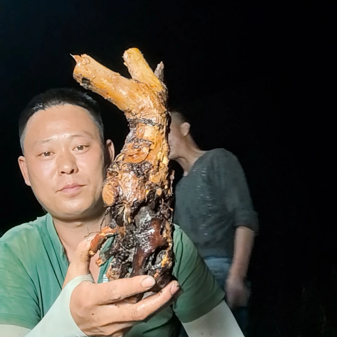 与***河无花朵盆景素材拍品