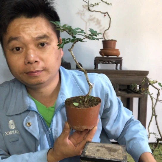 无花朵盆景盆栽植物（不包成活率）