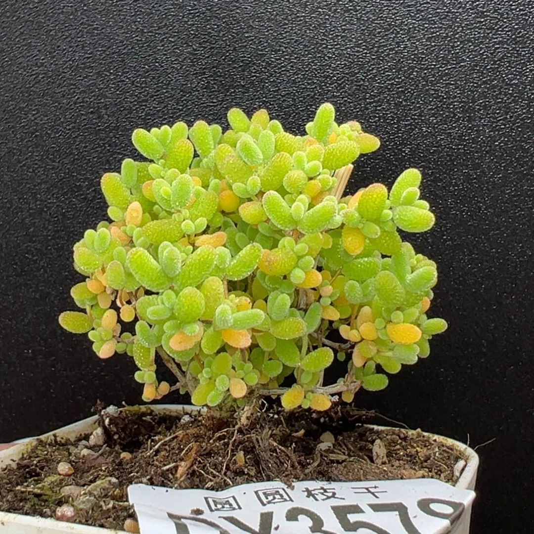 dy3579精控小可爱蜜橘糖球冠幅5cm