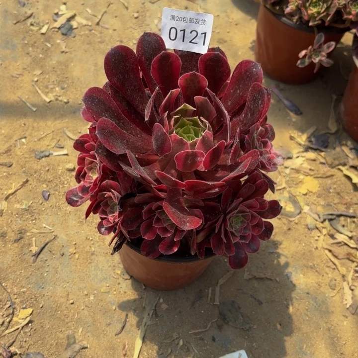 美杜莎多肉处理不包断头0121