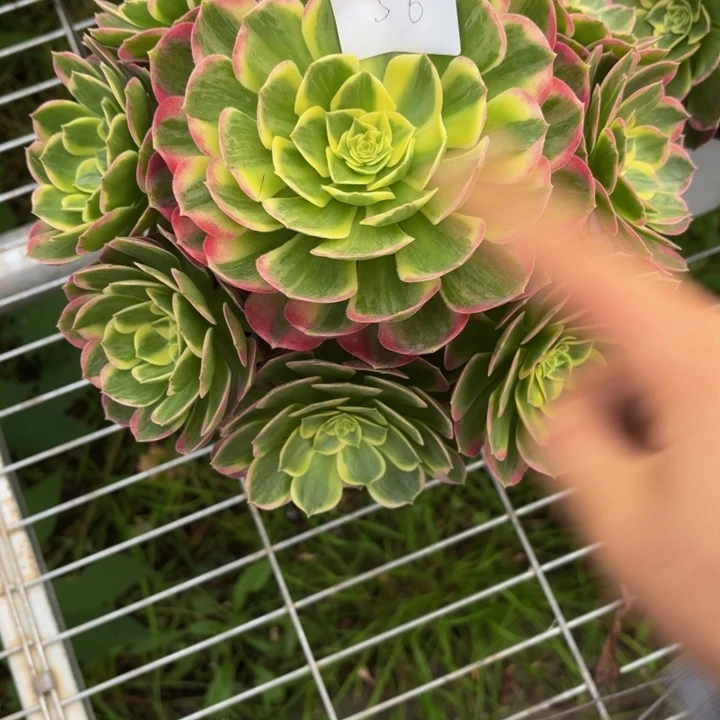 云南海王好看56号