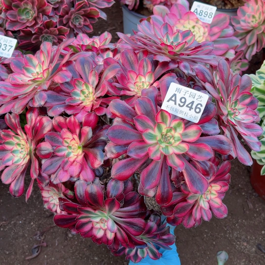 946香奈儿尺寸30左右