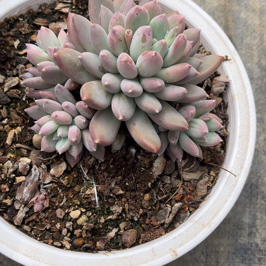 多肉植物多肉植物