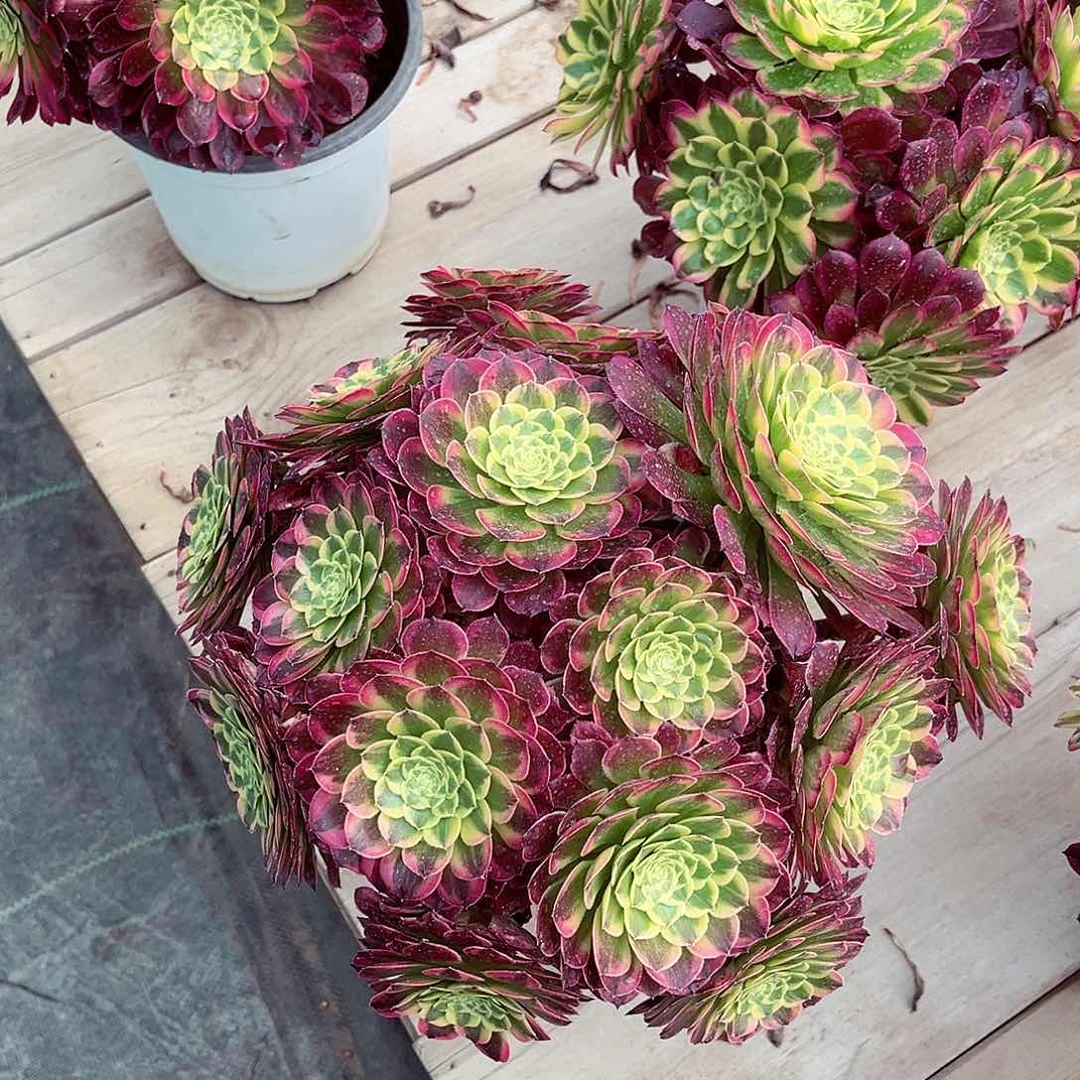 法师多肉植物朝霞锦