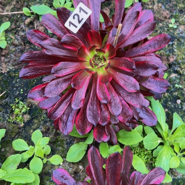 121多肉植物法师