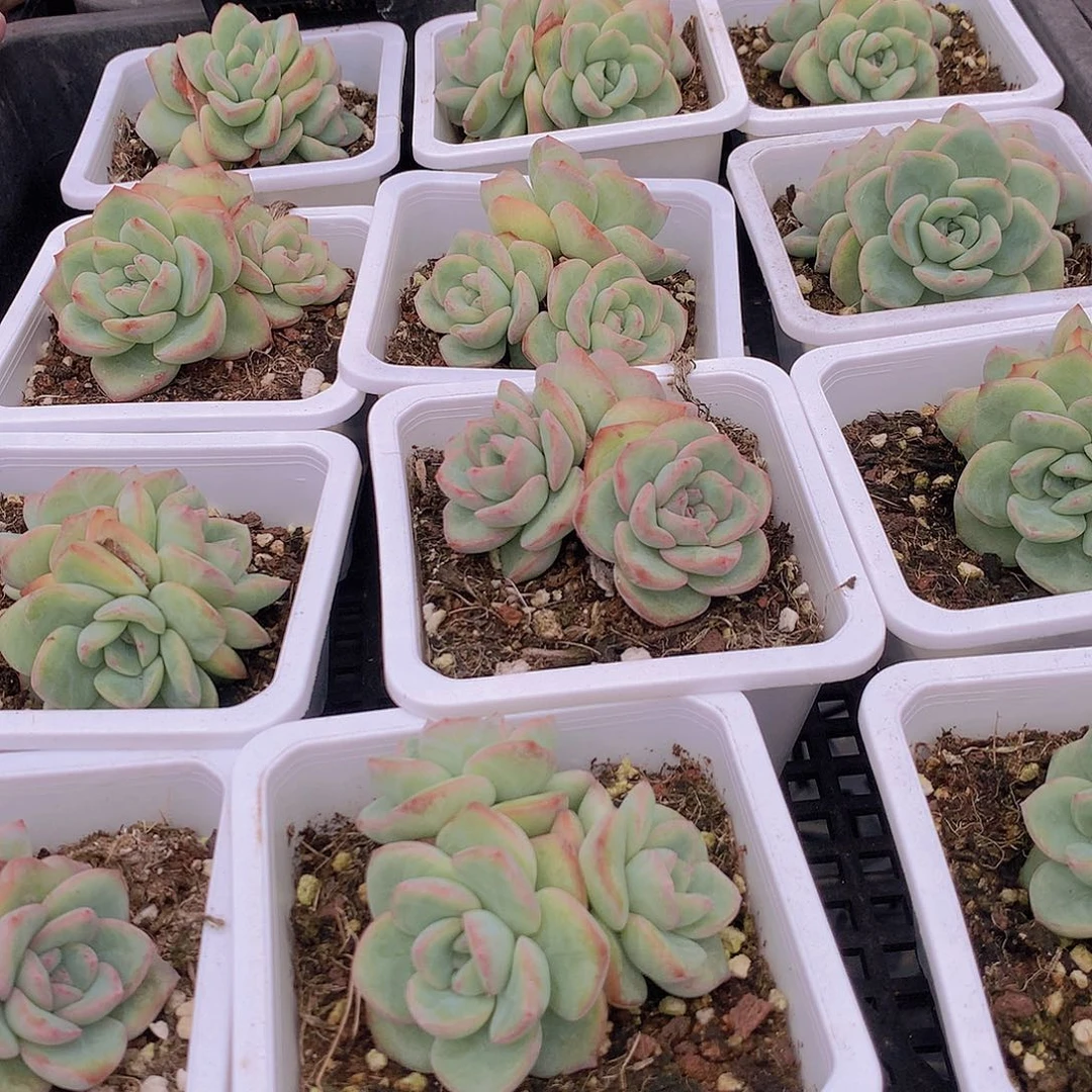 多头泡芙345678990000000