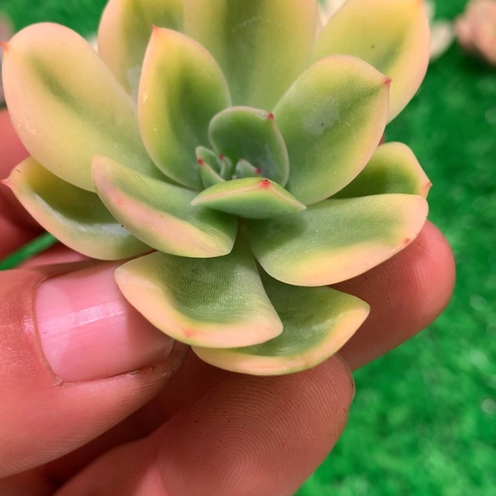 晨露锦，黄腹轮锦