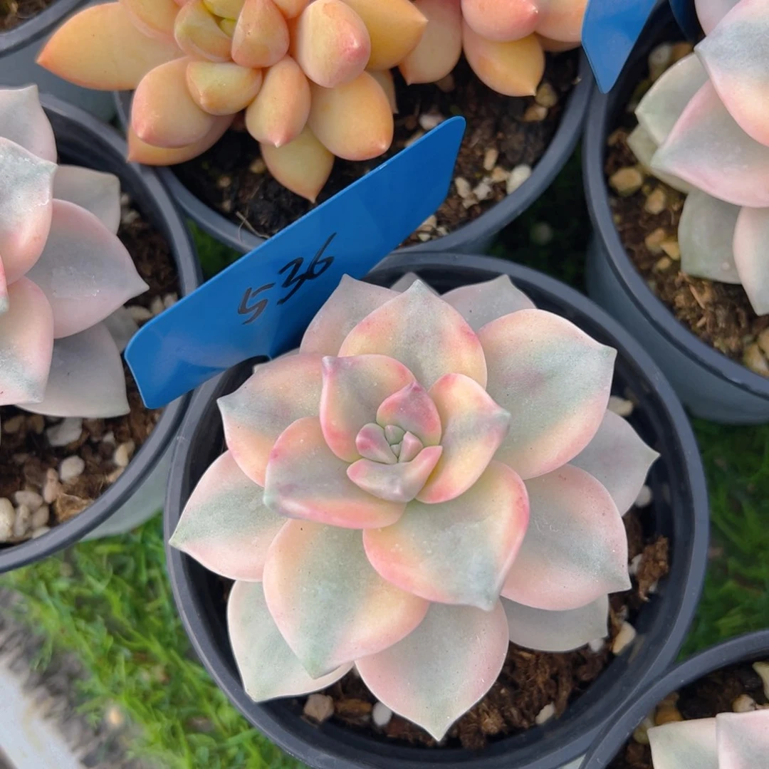 福利来啦来了打脸的