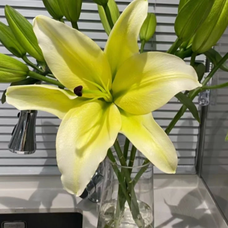 3支黄天霸百合到手 9个花朵  家居鲜花  江浙沪皖