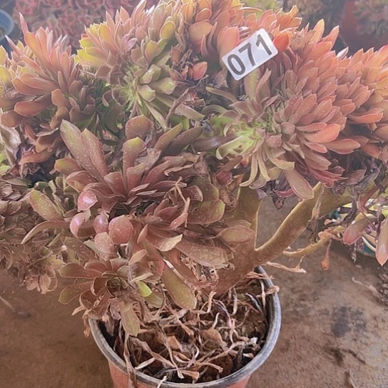一***酒一颗多肉法师植物