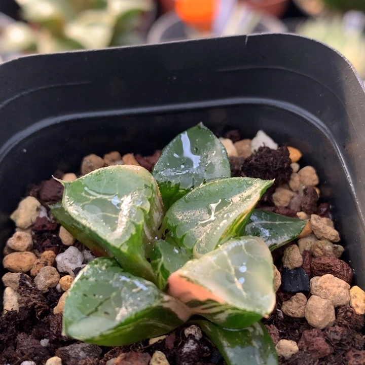 龙禧寿锦，带盆发货